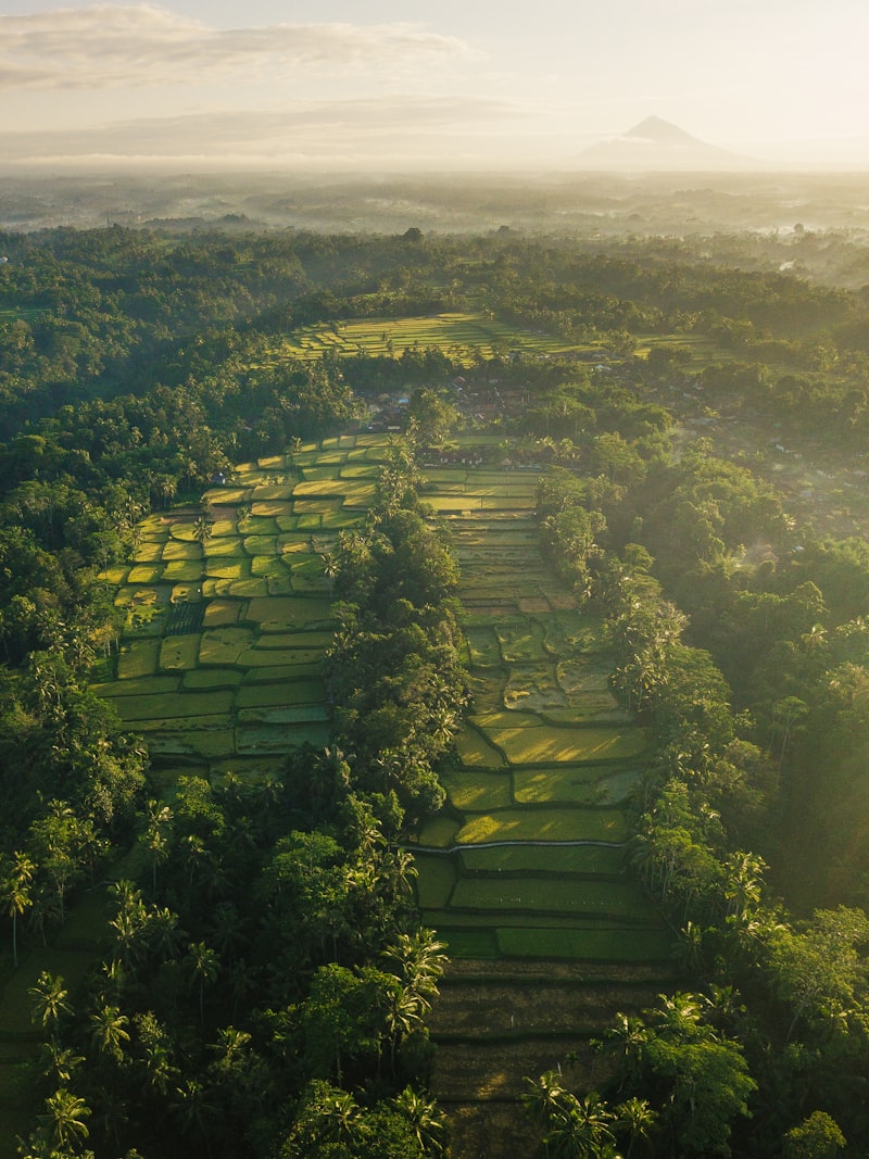Tegalalang rice terrace